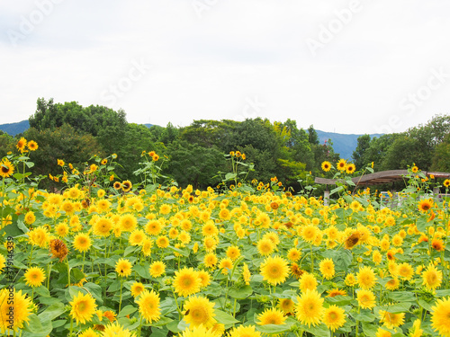 愛知県一宮市のひまわりが咲き乱れる公園 photo