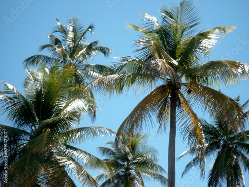 Wallpaper Mural Tobago Torontodigital.ca