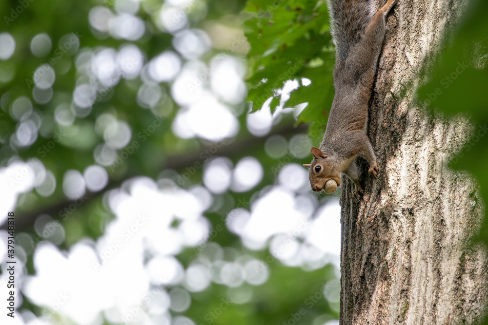 Squirrel on a tree with an acorn in its mouth Squirrel on a tree with an acorn in its mouth