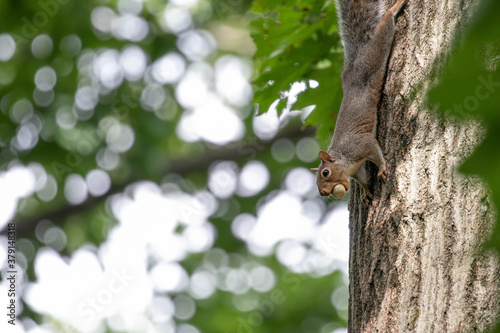 Squirrel on a tree with an acorn in its mouth