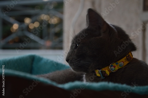 My cat relaxing at her bed.