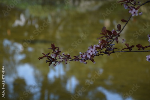 A flower near a lake in Barcelona, Spain.