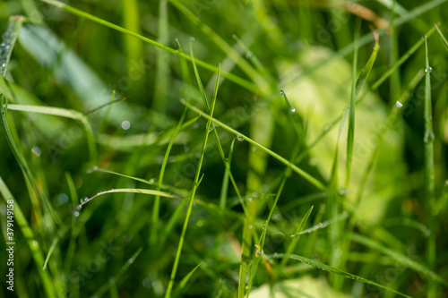 Dew drops on young green grass on a Sunny summer morning in a meadow, close-up, selective focus.