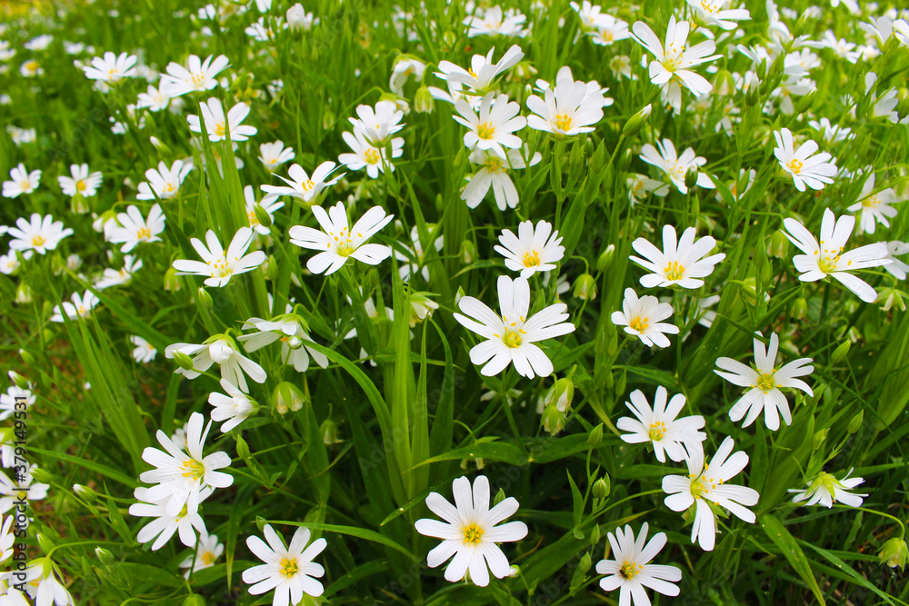 Delicate wild white flowers in a green meadow Delicate wild white flowers in a green meadow