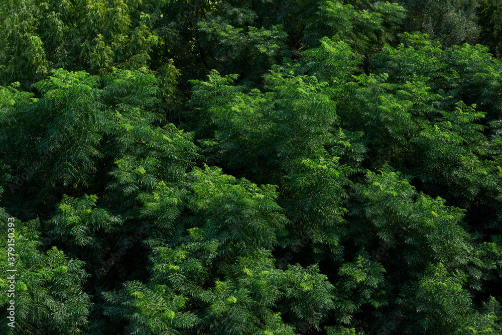 Green colored background with tree leaves Green colored background with tree leaves