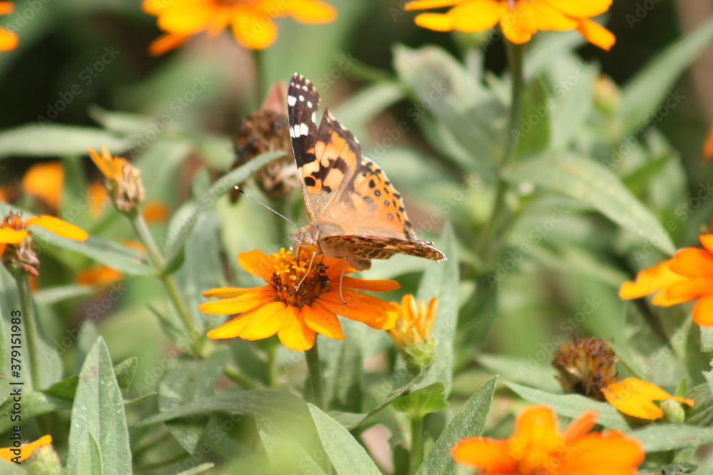 Painted Lady Butterfly on an orange flower 2020 IV Painted Lady Butterfly on an orange flower 2020 IV