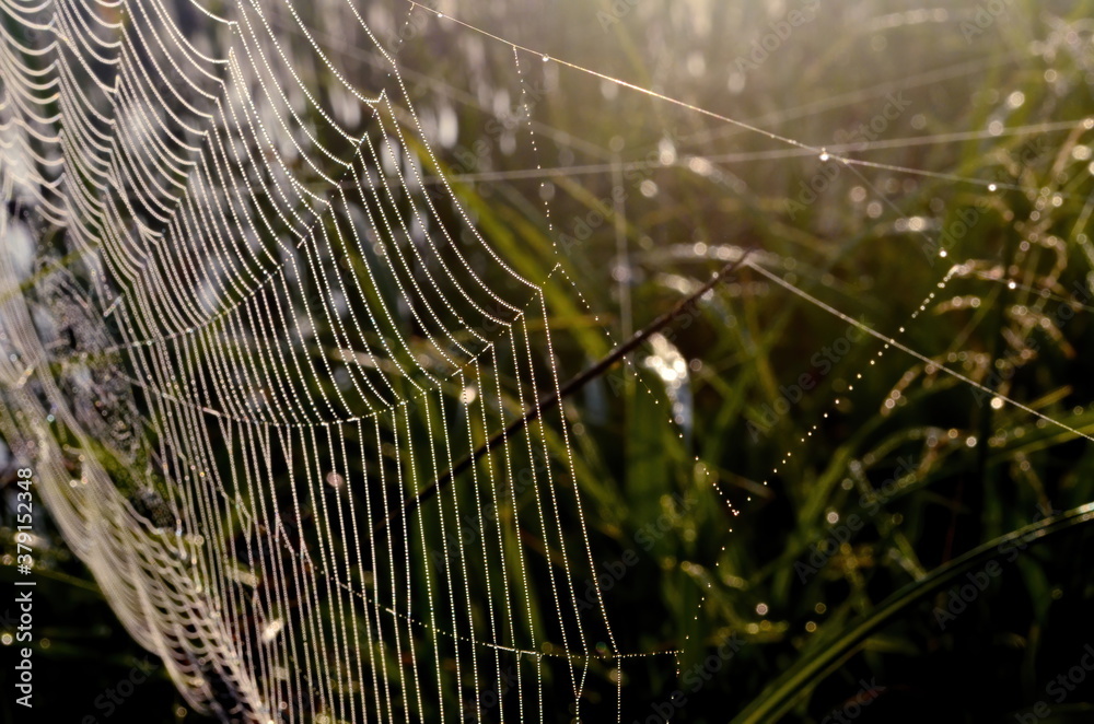 Dew covered spiderweb in meadow early summer morning.Dew drops and Cobweb in the grass in the early morning sunrise