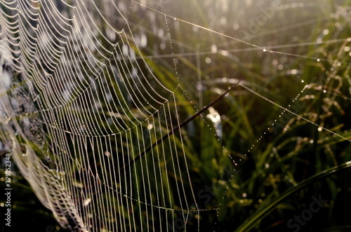 Dew covered spiderweb in meadow early summer morning.Dew drops and Cobweb in the grass in the early morning sunrise