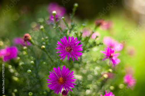 New Belgian or Virginian aster. Astra is an autumn flower. A variety of chrysanthemums. Close-up flower bud. Place waiting for text. Blurred background. A bush in the garden.