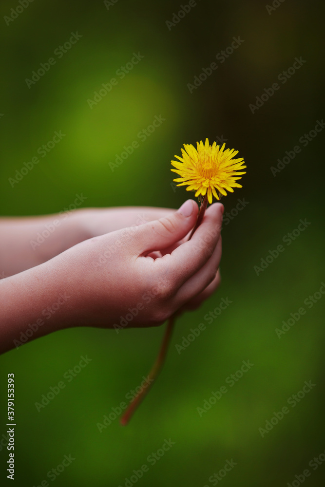 Close-up of childrens hands holding a yellow dandelion flower Close-up of childrens hands holding a yellow dandelion flower