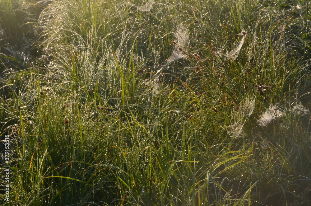 Dew covered spiderweb in meadow early summer morning.Dew drops and Cobweb in the grass in the early morning sunrise Dew covered spiderweb in meadow early summer morning.Dew drops and Cobweb in the grass in the early morning sunrise