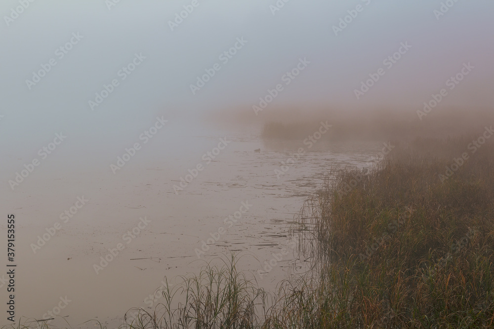High grass edge on pond with misty fog and trees at sunrise. Czech landscape High grass edge on pond with misty fog and trees at sunrise. Czech landscape