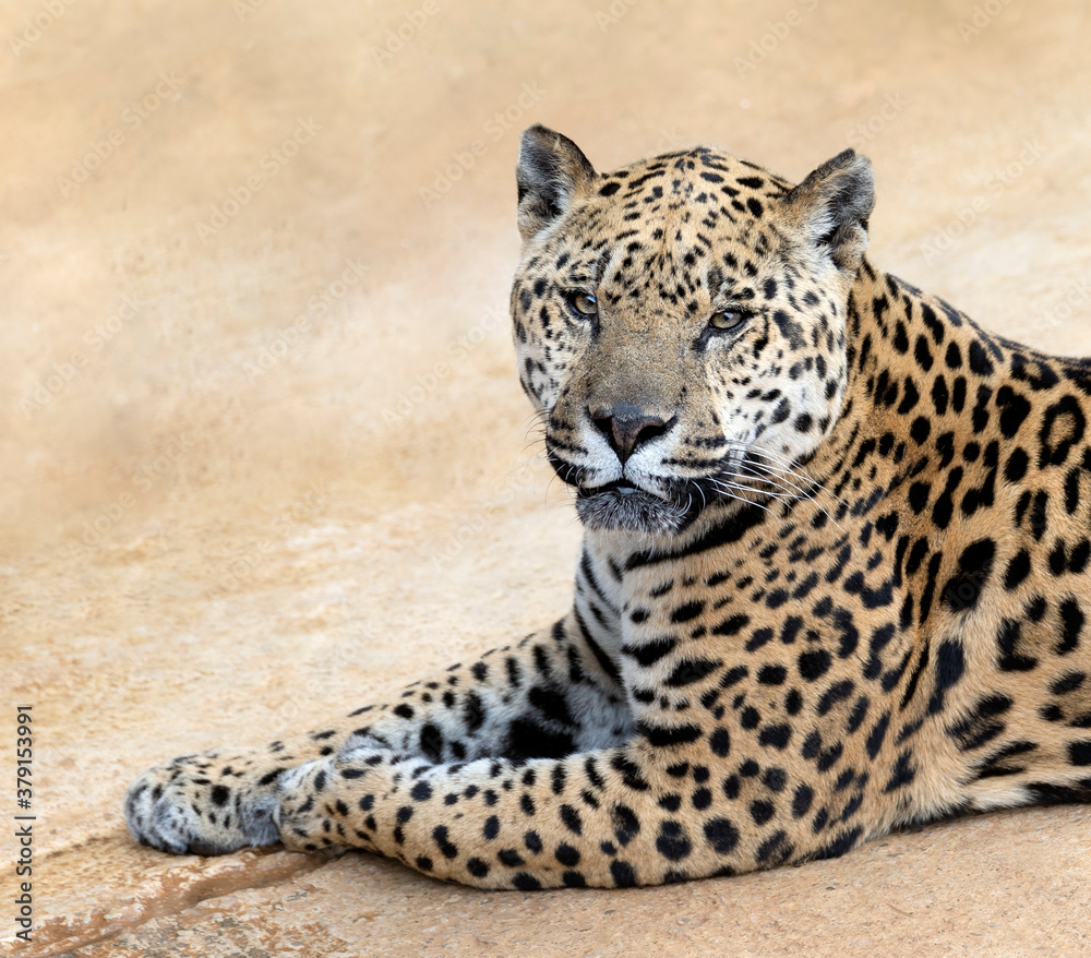 Obraz premium jaguar lying on the ground staring