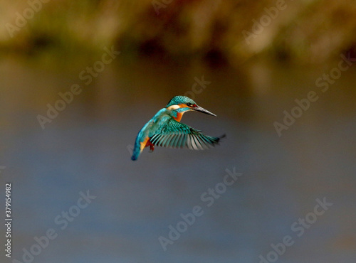 Eisvogel im Flug über der Kiebitzwiese in Fröndenberg NRW