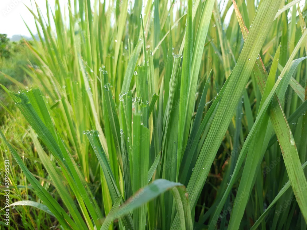green rice field, beautiful green rice field in India, green paddy field in India, sunrise in the rice field, Indian village morning nature view green rice field, beautiful green rice field in India, green paddy field in India, sunrise in the rice field, Indian village morning nature view