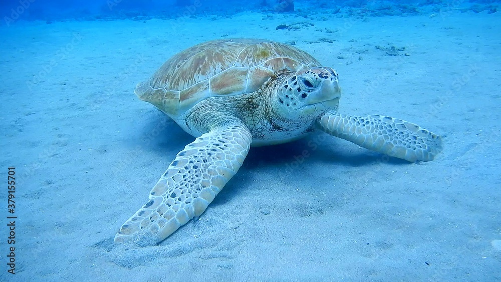 Obraz premium sea turtle swimming