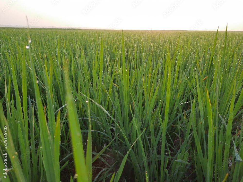 green rice field, beautiful green rice field in India, green paddy field in India, sunrise in the rice field, Indian village morning nature view.