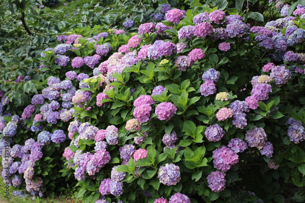 This flower was taken in Chiyo Village, Japan in July 2016. This flower was taken in Chiyo Village, Japan in July 2016.