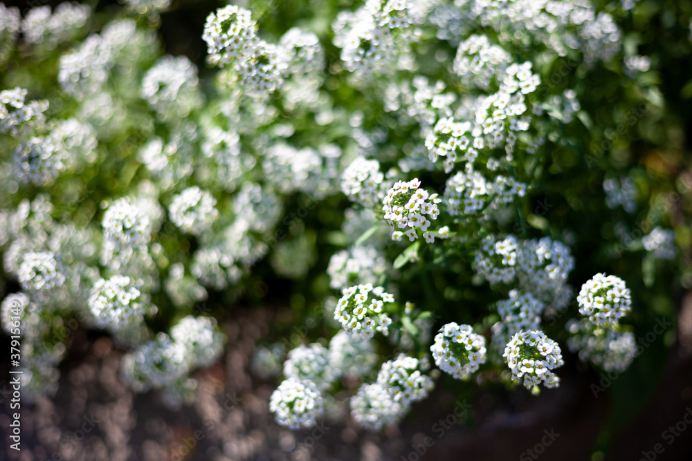 White flower. Alyssum bush, also called sea lobularia, or beetroot. blur the background, select focus. Garden. White flower. Alyssum bush, also called sea lobularia, or beetroot. blur the background, select focus. Garden.