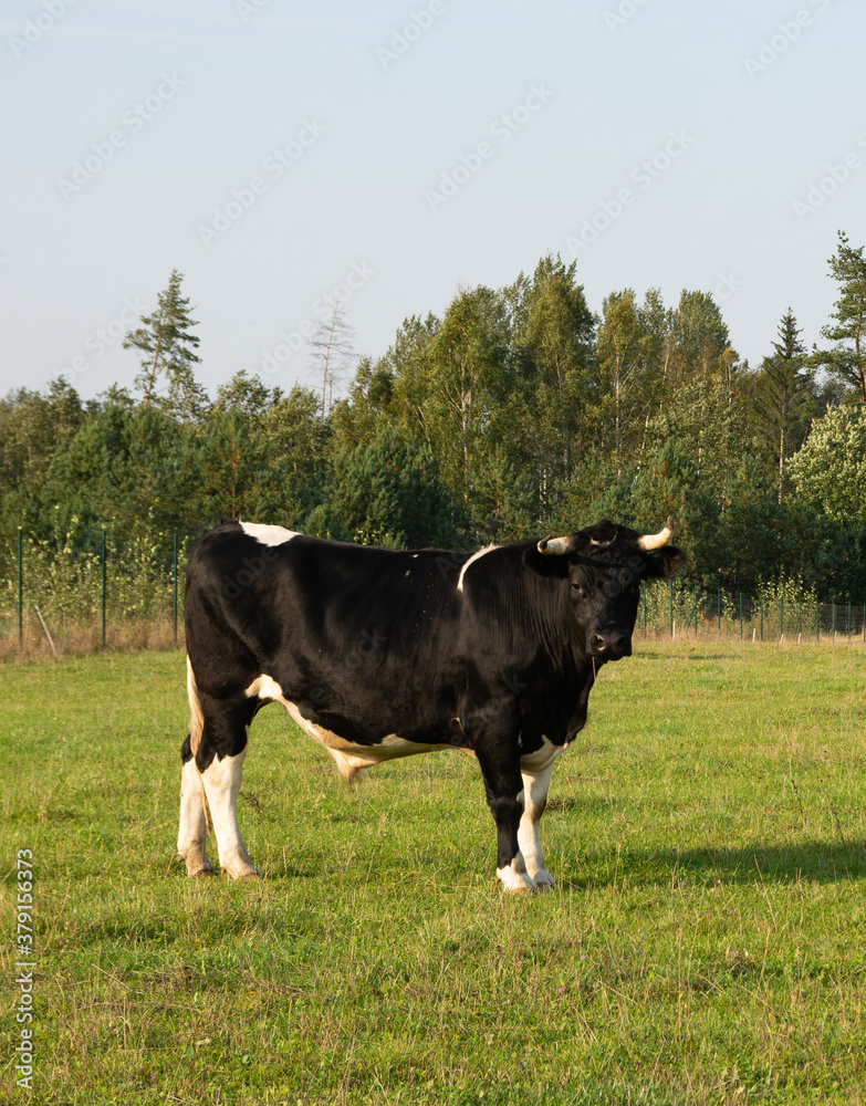 Big beef on the meadow. Big beef on the meadow.