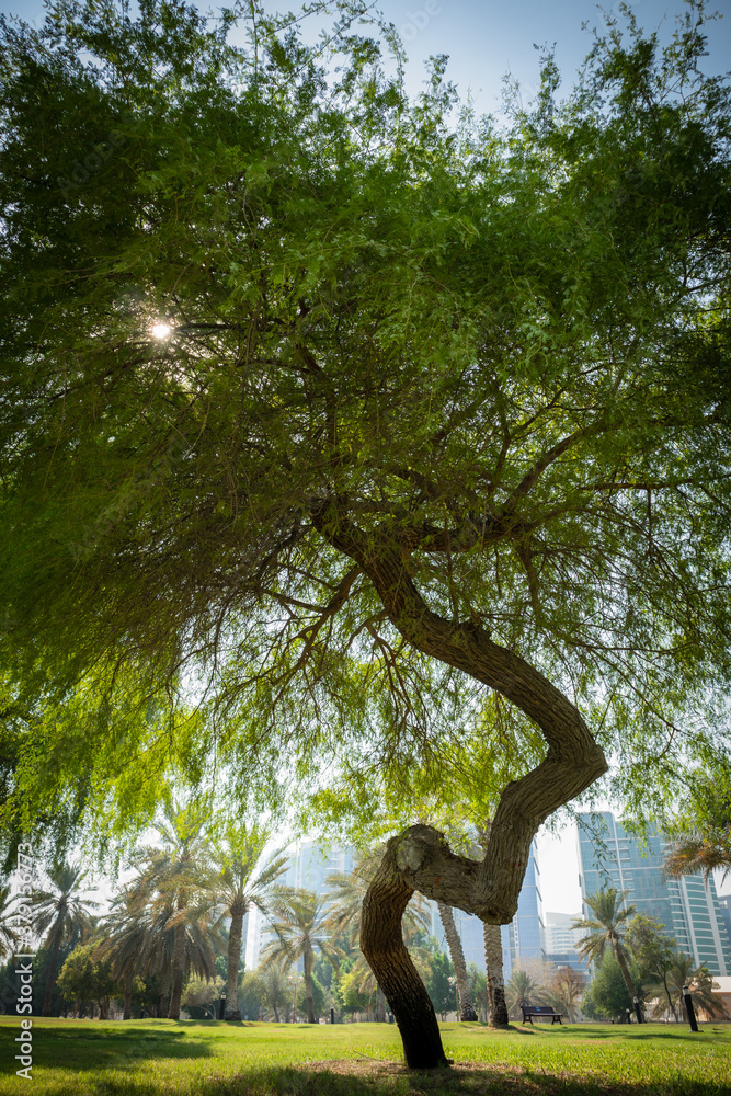 close-up view of green Mangrove trees and dry palm tree in Abu Dhabi public park, United Arab Emirates close-up view of green Mangrove trees and dry palm tree in Abu Dhabi public park, United Arab Emirates
