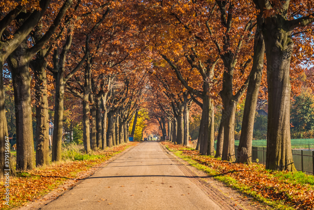 Naklejka premium road in autumn