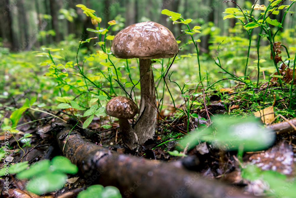 Boletus mushrooms grow in grass and moss in the forest Boletus mushrooms grow in grass and moss in the forest