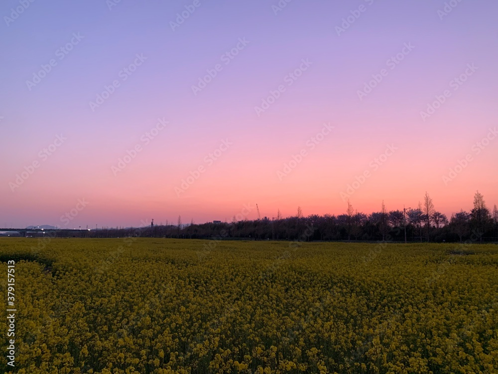 Obraz premium sunset in the field