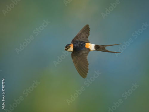 Red-rumped Swallow - Hirundo daurica small passerine bird in swallow family, breeds in open hilly country of southern Europe and Asia from Portugal and Spain to Japan, India, Sri Lanka and Africa photo