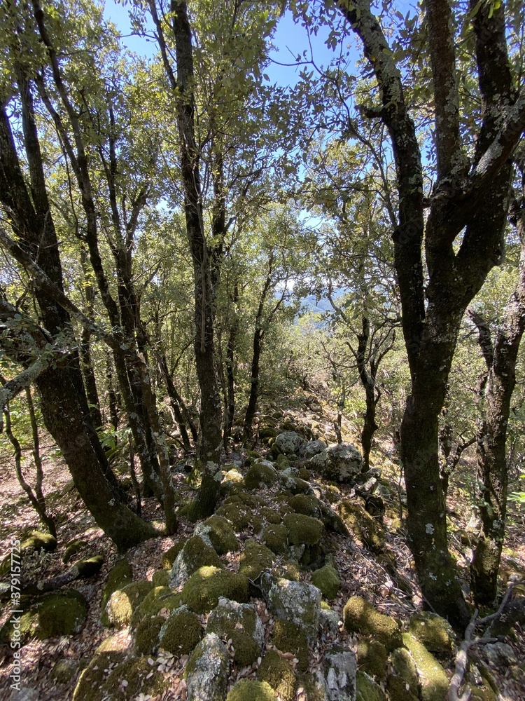 Mur en ruine dans la forêt, Cévennes	