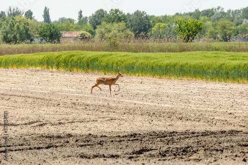 View on a roe deer on a field