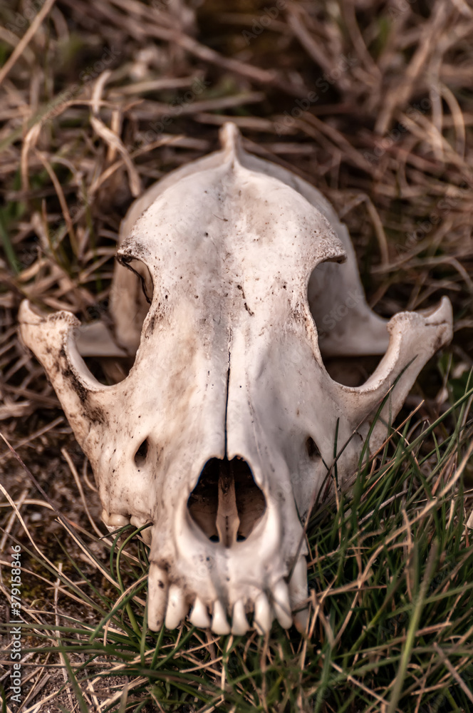 View on a fox skull on a field