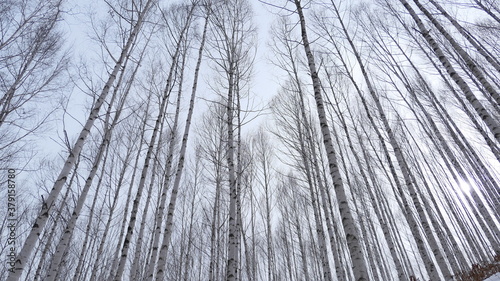 winter woods
