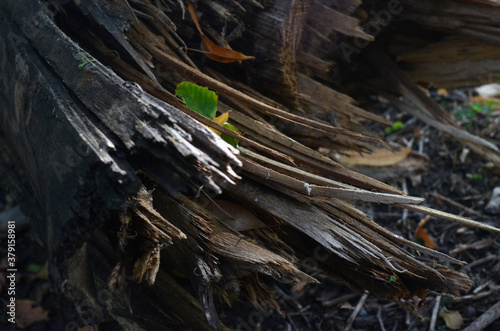 Sectional wood, sawdust. Deforestation.