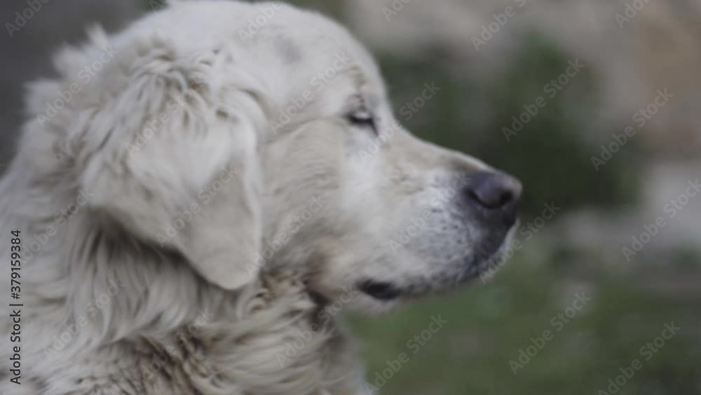 Curious Fluffy Dog Smelling and Looking Around, Close Up Curious Fluffy Dog Smelling and Looking Around, Close Up