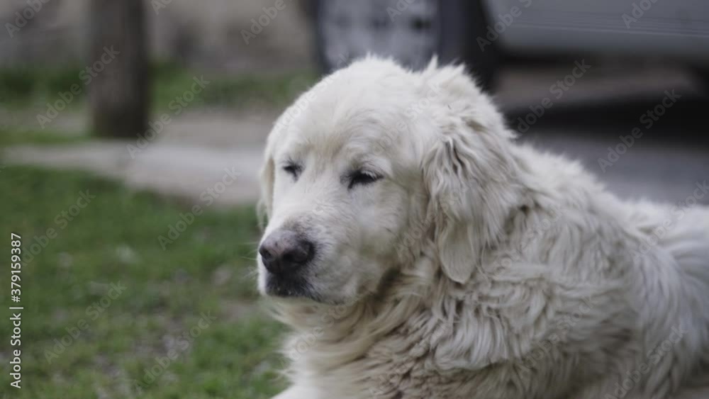 Curious Dog Sitting on Grass and Smelling, Close Up Curious Dog Sitting on Grass and Smelling, Close Up