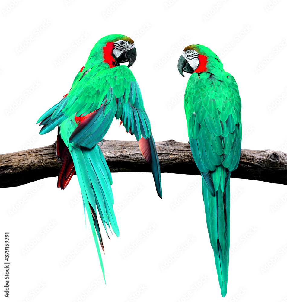 Beautiful Green Macaw Parrot bird in love moment isolated on white background