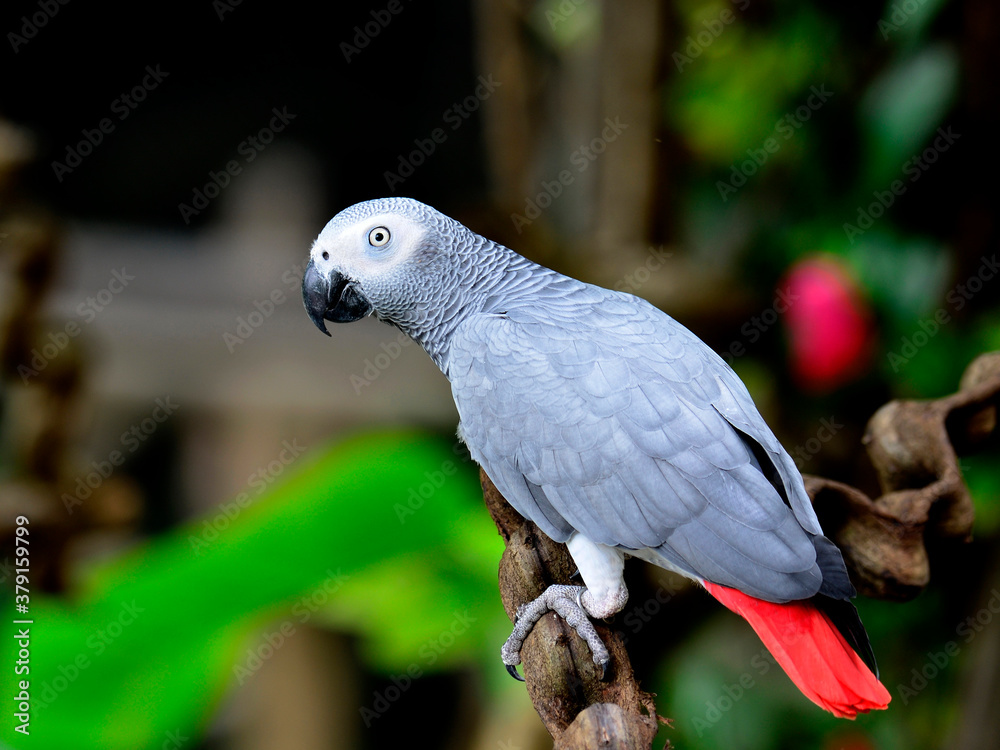 Fototapeta premium Beautiful Grey Parrot, African Grey Parrot, Psittacus erithacus