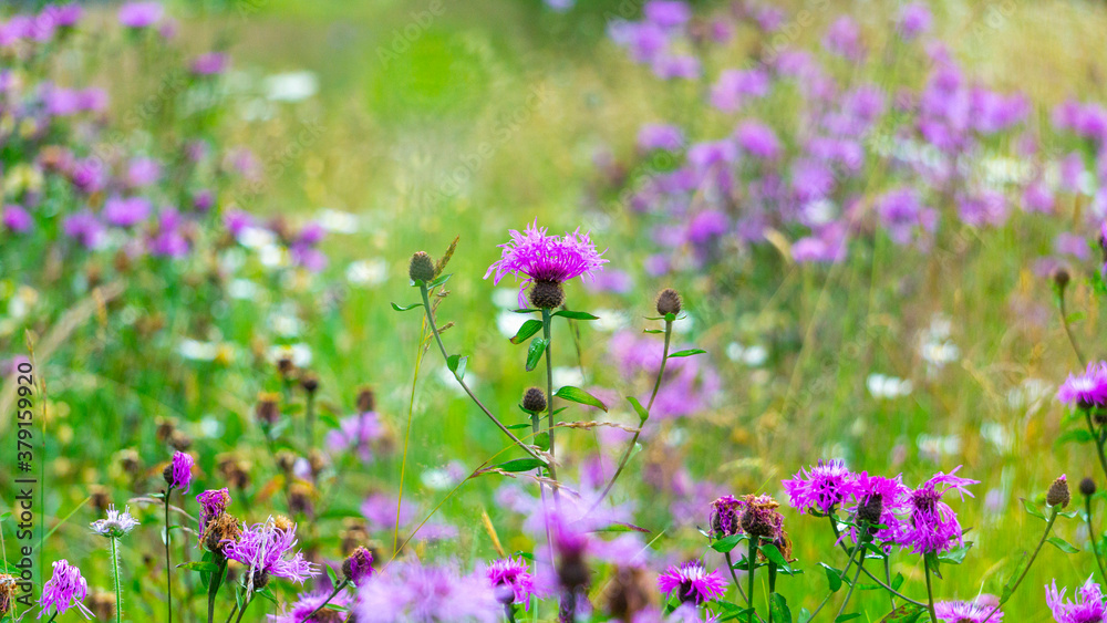 Obraz premium A thistle. the national flower of Scotland. flowers in the meadow