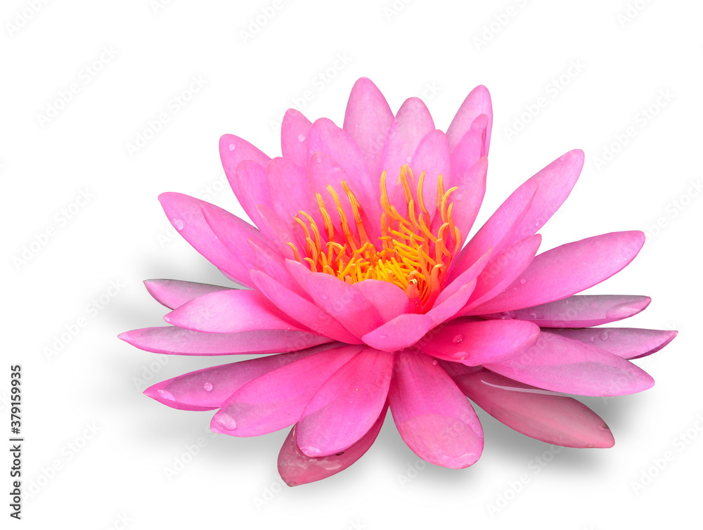 Beautiful of Pink Waterlity or Lotus Flower on white background with soft shadow Beautiful of Pink Waterlity or Lotus Flower on white background with soft shadow