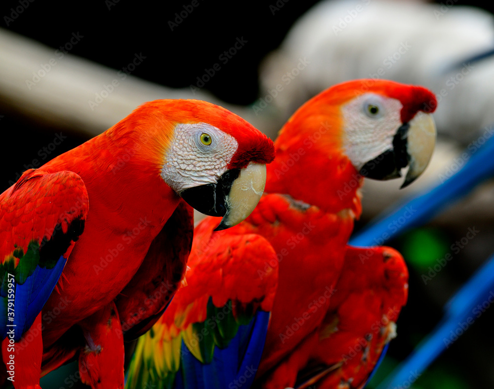 Obraz premium Beautiful of Scarlet Macaws stay together, red macaws