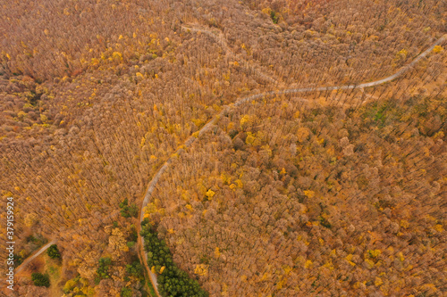 Aerial view of autumn fores...