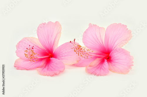 Beautiful of Pink Hibiscus flowers on white background