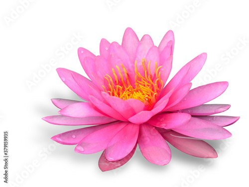 Beautiful of Pink Waterlity or Lotus Flower on white background with soft shadow