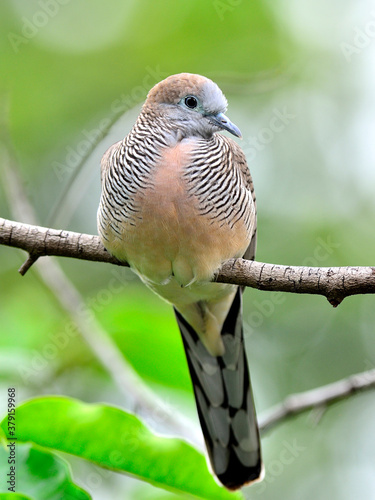 Beautiful of Zebra Dove (Geopelia striata) perching on the tree branch with nice background photo