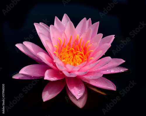 Beautiful Pink Waterlily or Lotus flower on black background