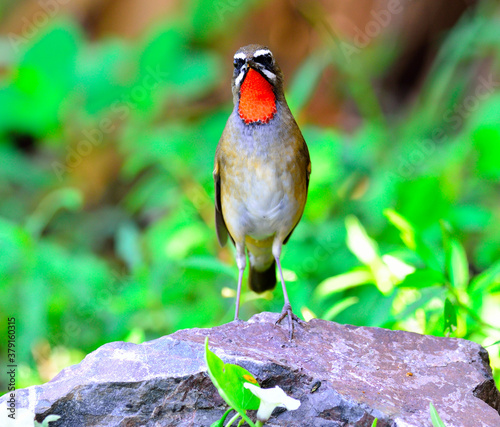 Beautiful Siberian Rubythroat (Luscinia Sibilans) standing on the rock showing its red neck feathers photo