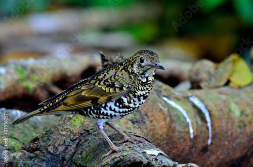 Scaly Thrush