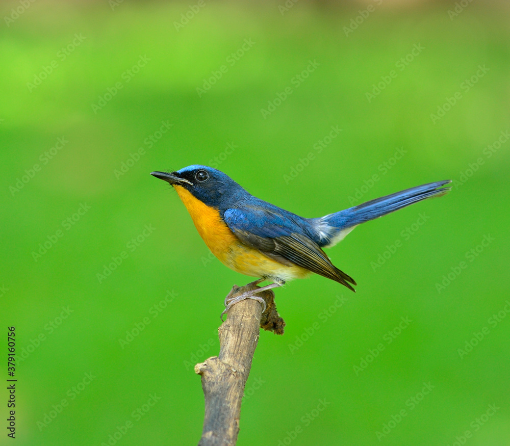 Fototapeta premium Bird, Hill Blue Flycatcher, cyornis banyumas, perching with details looking up