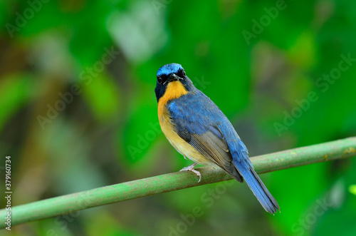 Bird, Hill Blue Flycatcher, cyornis banyumas, perching with details from head to tow and turn his face around